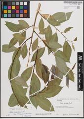 Foto von Salix excelsa var. rodinii A. K. Skvortsov
